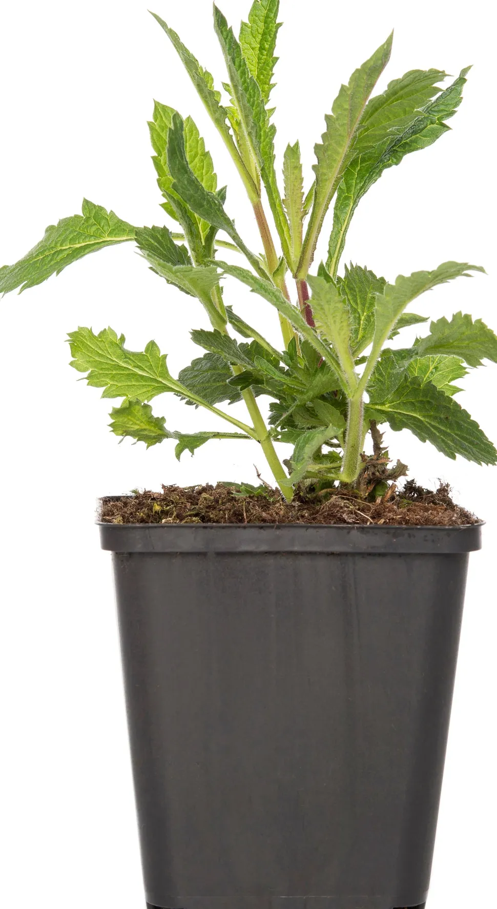 Eisenkraut (Verbena bonariensis) D 9 H 5 cm