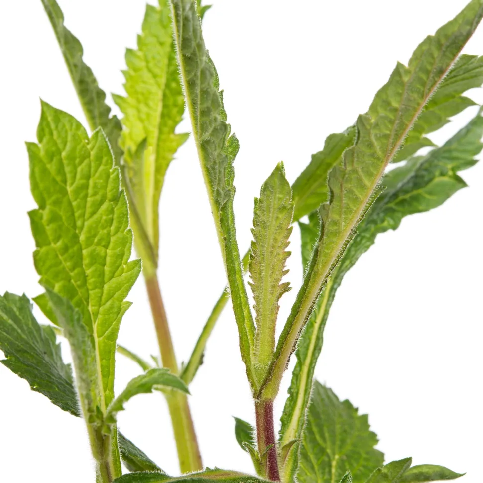 Eisenkraut (Verbena bonariensis) D 9 H 5 cm