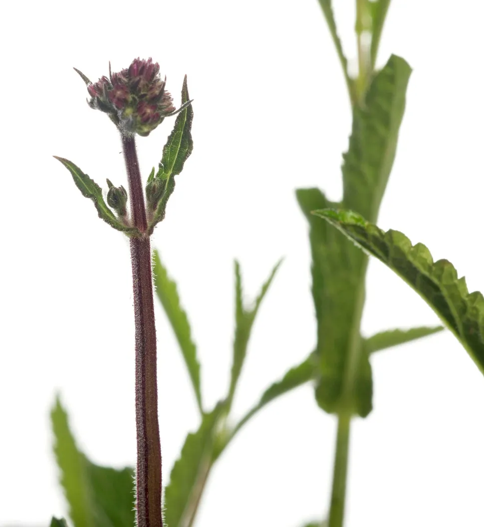 Eisenkraut (Verbena bonariensis) D 9 H 5 cm