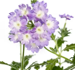 Eisenkraut (Verbena) D 10,5 H 20 cm