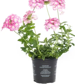 Eisenkraut (Verbena) D 10,5 H 20 cm