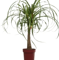 Elefantenfuß (Beaucarnea 'Maya Palm') D 24 H 85 cm