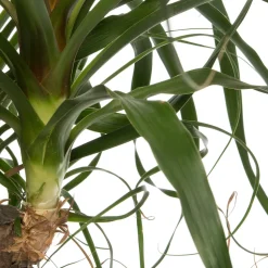 Elefantenfuß (Beaucarnea 'Maya Palm') D 24 H 85 cm