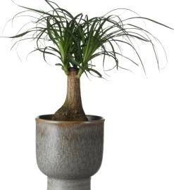 Elefantenfuß (Beaucarnea recurvata) D 14 cm H 40 cm