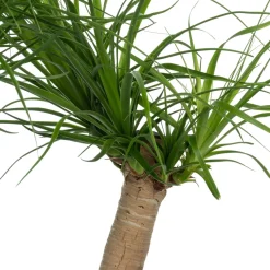 Elefantenfuß (Beaucarnea recurvata) D 30 H 120 cm