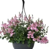 Elfensporn-Ampel (Diascia 'Flying Colors Rose Upright') D 23 H 35 cm