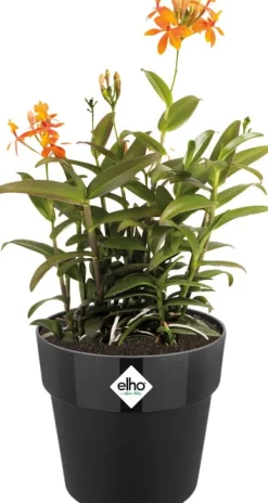 Elho Blumentopf B. for original Liv D 18,1 cm H 16,5 cm schwarz