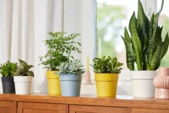 Elho Blumentopf B. for original D 25 cm H 23,2 cm ocker