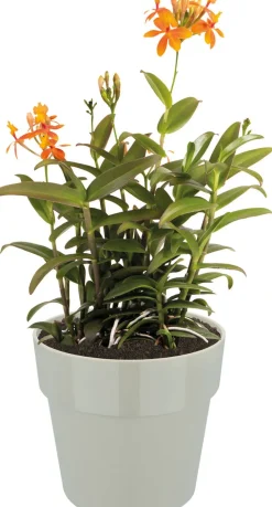 Elho Blumentopf B. for original D 14 cm H 12,8 cm grau