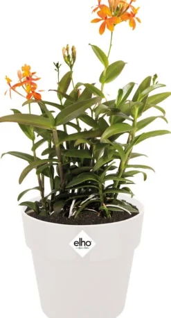 Elho Blumentopf B for original D 16 cm H 14,6 cm weiß