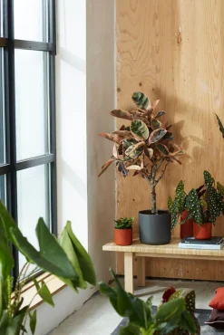 Elho Blumentopf B. for soft D 13,8 cm H 12,5 cm anthrazit