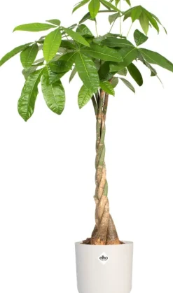 Elho Blumentopf B. for soft D 18,3 cm H 16,8 cm weiß