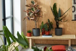 Elho Blumentopf B. for soft D 16 cm H 14,9 cm anthrazit