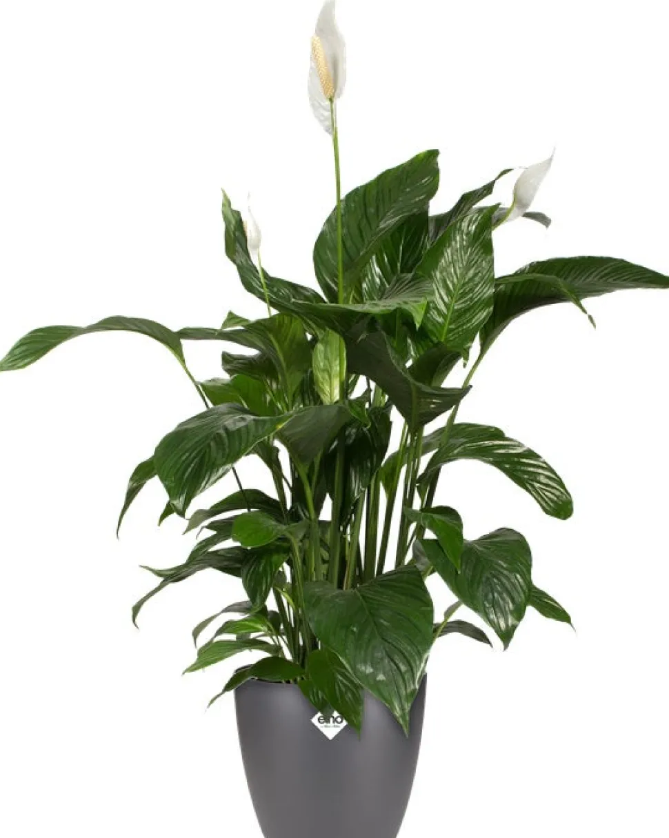 Elho Blumentopf Brussels rund D 13,6 cm H 12,5 cm anthrazit