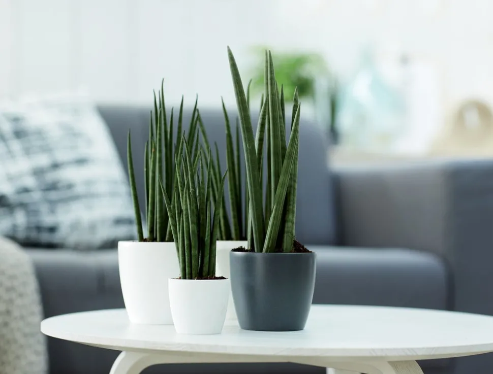 Elho Blumentopf Brussels rund mini D 10,2 cm H 8,7 cm weiß