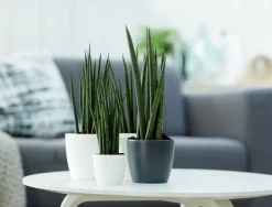 Elho Blumentopf Brussels rund mini D 6,7 cm H 6 cm anthrazit