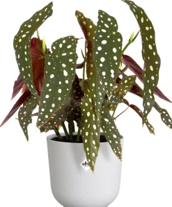 Elho Blumentopf Jazz weiß D 18,9 H 17,6 cm