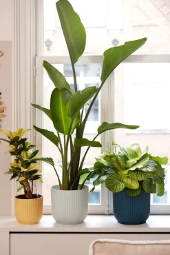 Elho Blumentopf Vibes D 18,3 cm H 16,8 cm weiß