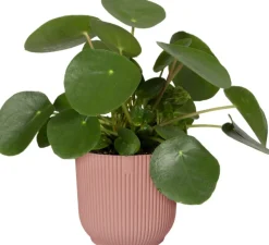 Elho Blumentopf Vibes D 16,1 cm H 14,8 cm rosa