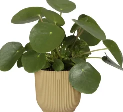 Elho Blumentopf Vibes gelb D 22 H 20,2 cm