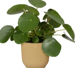 Elho Blumentopf Vibes gelb D 16,1 H 14,8 cm