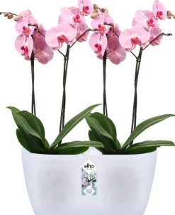 Elho Brussels Orchideenschale Duo transparent 25 x 13 x 12,6 cm