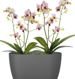 Elho Brussels Orchideenschale Duo anthrazit 25 x 13 x 12,6 cm