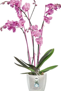 Elho Brussels Orchideentopf transparent D 13 H 11,4 cm