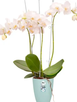 Elho Brussels Orchideentopf transparent D 12,7 H 15,2 cm