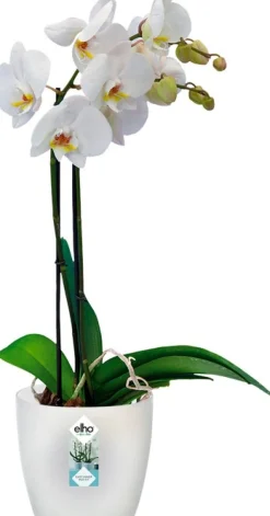 Elho Brussels Orchideentopf transparent D 15,9  H 14,6