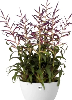 Elho Brussels Pflanzschale D 23 H 10,8 cm weiß