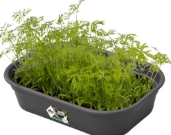 Elho green basics Anzuchtschale S schwarz 23,9 x 19,2 x 6,1 cm