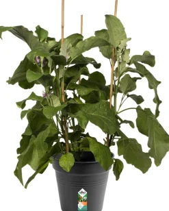 Elho green basics Anzuchttopf D 21 cm schwarz