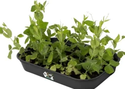 Elho green basics Anzuchtschale M schwarz 36 x 25,9 x 6,3 cm