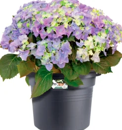 Elho green basics Blumentopf D 40 cm H 29,5 cm schwarz