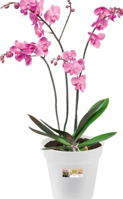 Elho green basics Orchideentopf transparent D 17 H 15,6 cm