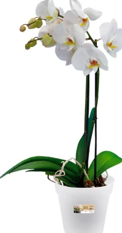 Elho green basics Orchideentopf transparent D 15 H 13,8 cm