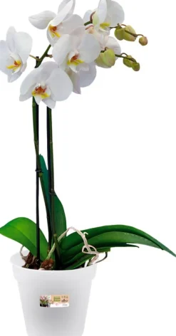 Elho green basics Orchideentopf transparent D 13 H 12 cm