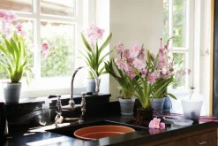 Elho green basics Orchideentopf transparent D 13 H 12 cm