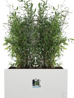 Elho Pflanzkübel Vivo 39 x 78 x 37,5 cm weiß