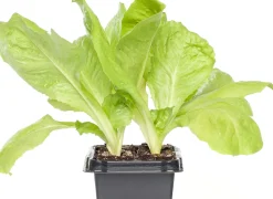 Endivie (Cichorium Endivia)