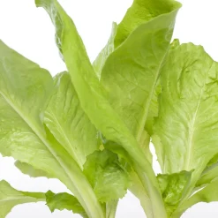 Endivie (Cichorium Endivia)