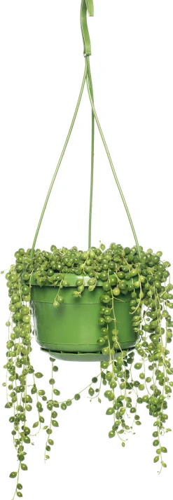 Erbsenpflanze (Senecio rowleyanus) D 14 H 30 cm