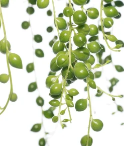 Erbsenpflanze (Senecio rowleyanus) D 14 H 30 cm