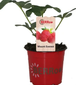 Erdbeere (Fragaria ananassa 'Mount-Everest') D 12 H 25 cm