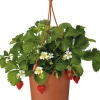 Erdbeere (Fragaria ananassa 'Elsanta') D 19 H 30 cm