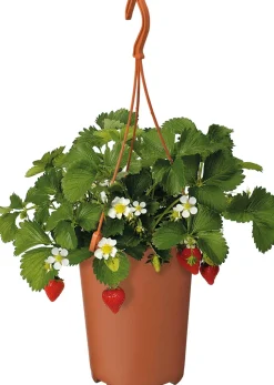 Erdbeere (Fragaria ananassa 'Elsanta') D 19 H 30 cm