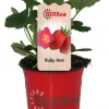 Erdbeere (Fragaria ananassa 'Ruby Ann') D 12 H 25 cm