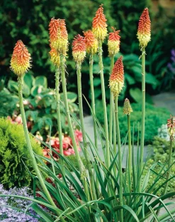 Fackellilie (Kniphofia uvaria)
