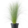 Federgras (Stipa tenuissima 'Pony Tails') D 17 H 35 cm